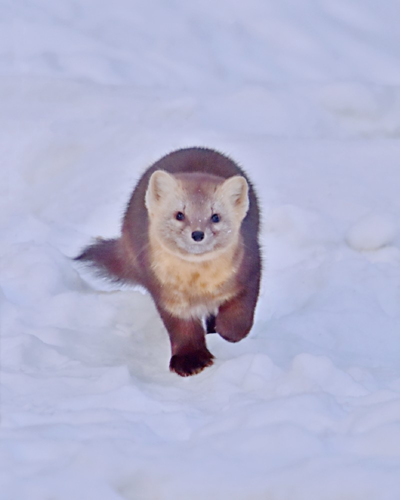 在延边拍到野生紫貂表情呆萌可爱