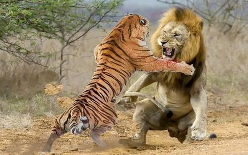 老虎和狮子发生战斗,谁获胜的可能性更高?