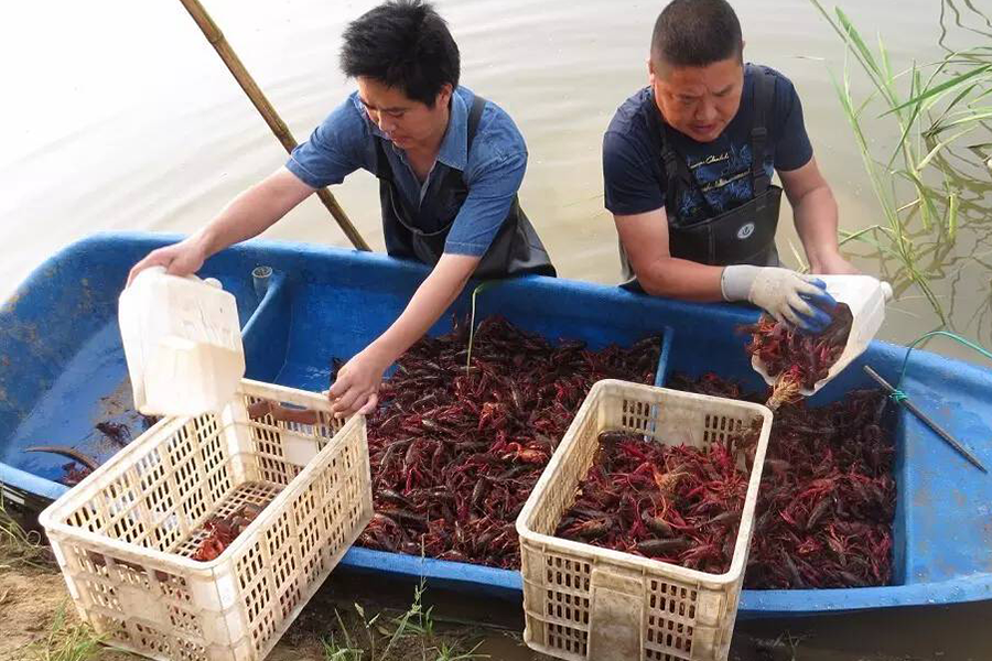三农探析:池塘养殖小龙虾如何高产?高产养殖技术全解析_腾讯新闻