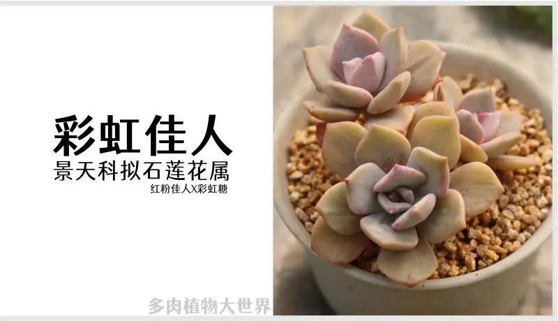 彩虹佳人 景天科拟石莲花属多肉植物 红粉佳人和彩虹糖杂交品种 腾讯新闻