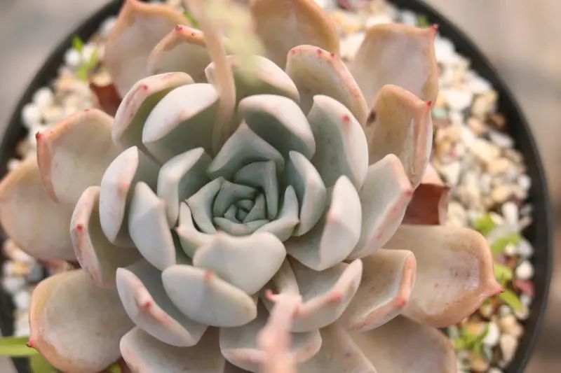 日立昂景天科拟石莲花属多肉植物橙梦露和露西娜的杂交品种