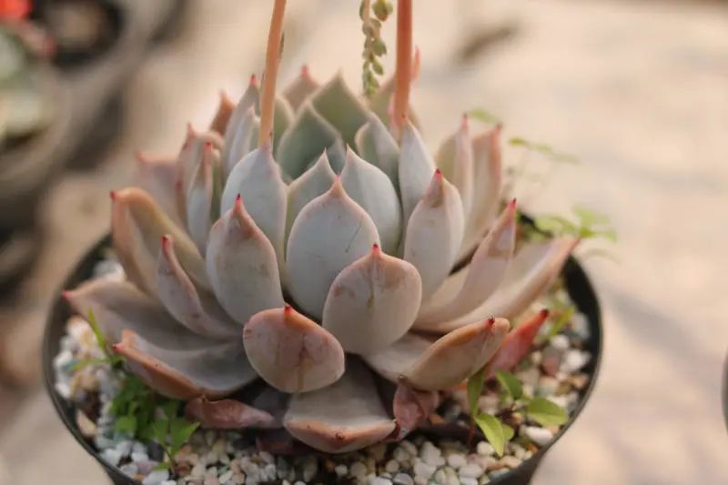 日立昂景天科拟石莲花属多肉植物橙梦露和露西娜的杂交品种