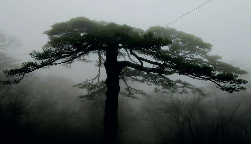 "春游江淮"之黄山雨中奇观