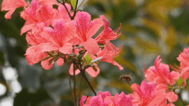 給你不一樣的春日浪漫|杜鵑花|杜鵑花王|蕪湖|崑山鎮|三公山|無為市