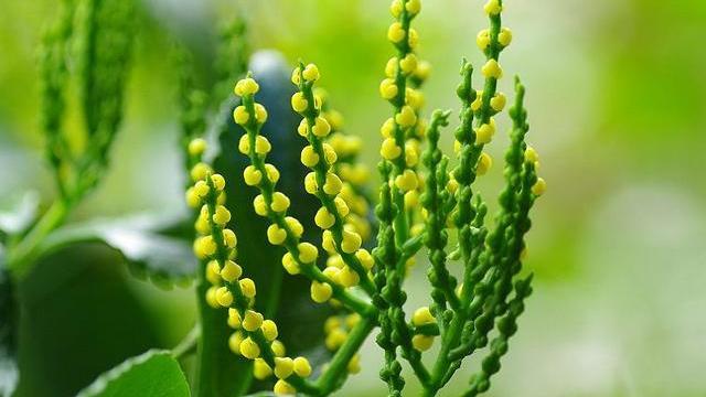 珠兰在什么季节换盆好