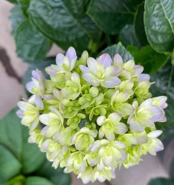 花市的绣球开花了 不建议大家买 温室花 养护难度高 腾讯新闻