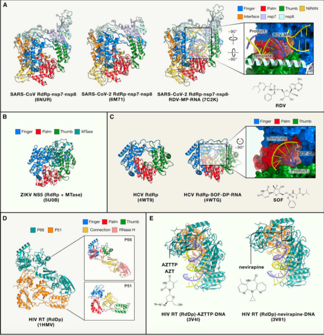 針對rna依賴的rna聚合酶(rdrp)和rna / dna依賴的dna聚合酶的病揪