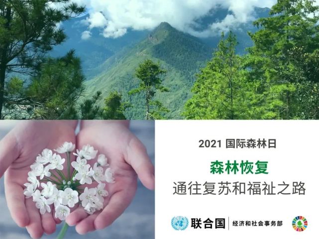 2021国际森林日森林恢复通往复苏和福祉之路