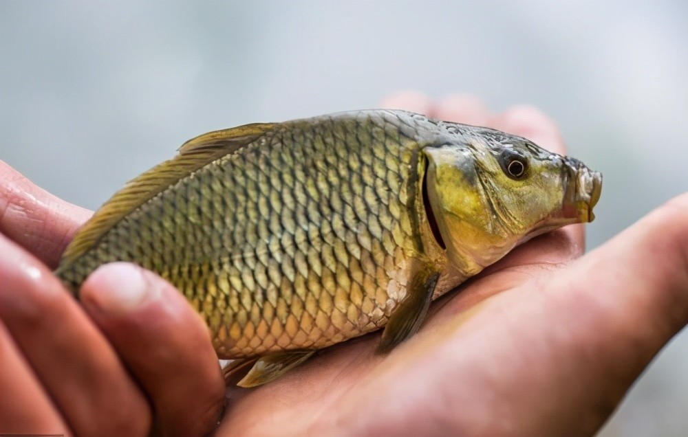 淡水鱼可以吃:比如常见的鲤鱼,鲫鱼,草鱼,白鲢,花鲢等,从每百克嘌呤