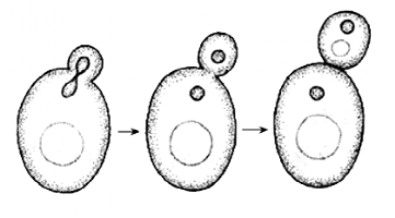 出芽生殖除了无性生殖,海绵也可以进行有性生殖,即从孔中向水里排出