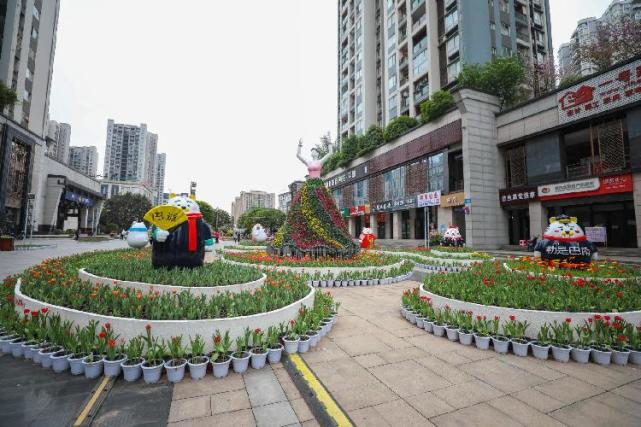 巴南龙洲湾郁金香花展启幕60余万株郁金香等你赏