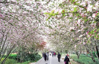 碧沙崗公園盛開的海棠 鄭報全媒體記者 馬健