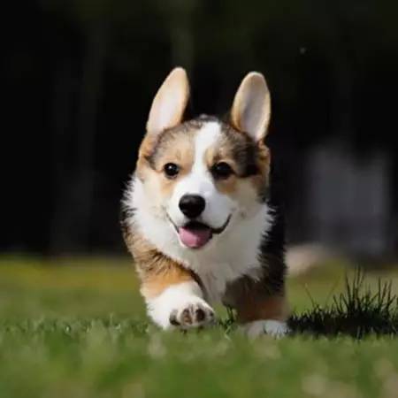 科普u201d一分钟极致享受，十一种眼病的成像！_腾讯新闻