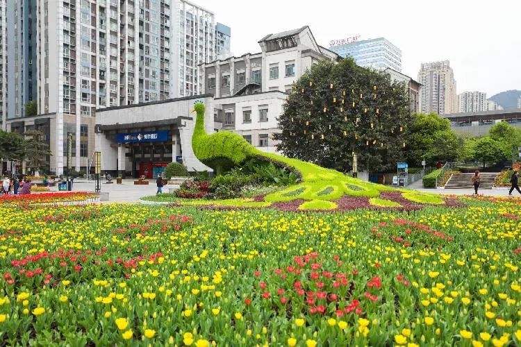 巴南龙洲湾郁金香花展启幕60余万株郁金香等你赏