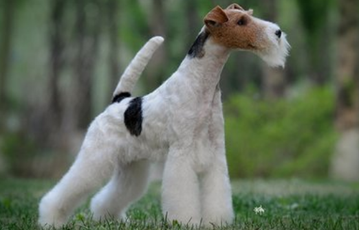 好戰分子剛毛獵狐犬,此犬在第一次世界大戰中曾擔任過軍犬.