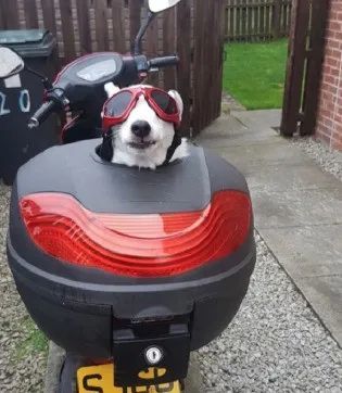 伙伴去世小狗郁郁寡欢,主人改造摩托车带狗子散心