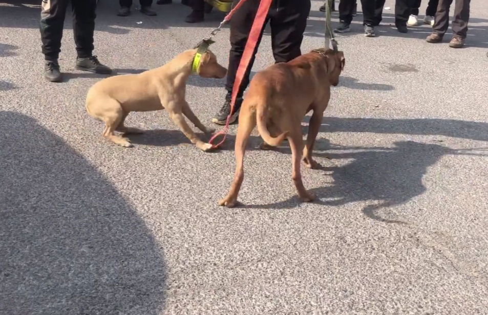 河南比特犬因不願和小狗咬架主人就決定要將它送狗肉館