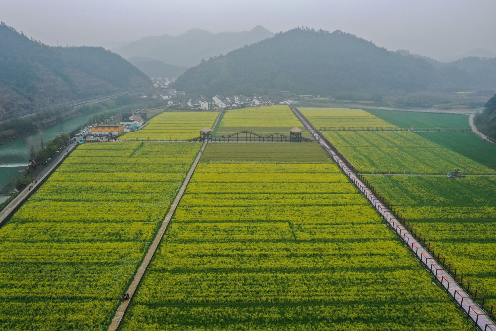 3月21日,在桐庐县分水镇大路村千亩油菜花基地,摄影师启动无人机.