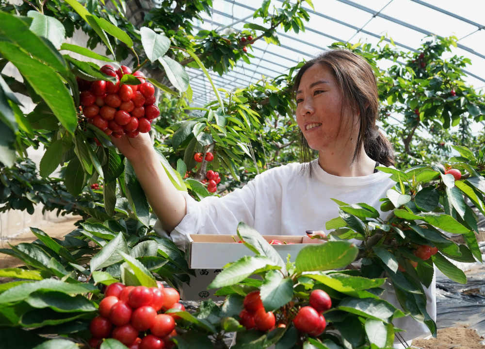 秦皇岛市山海关区石河镇安农大樱桃合作社社员在大棚内采摘樱桃