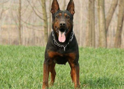 中国莱州红犬,狼犬界少有匹敌的存在!