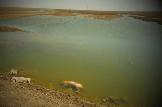 黄河大堤内出现大量死猪