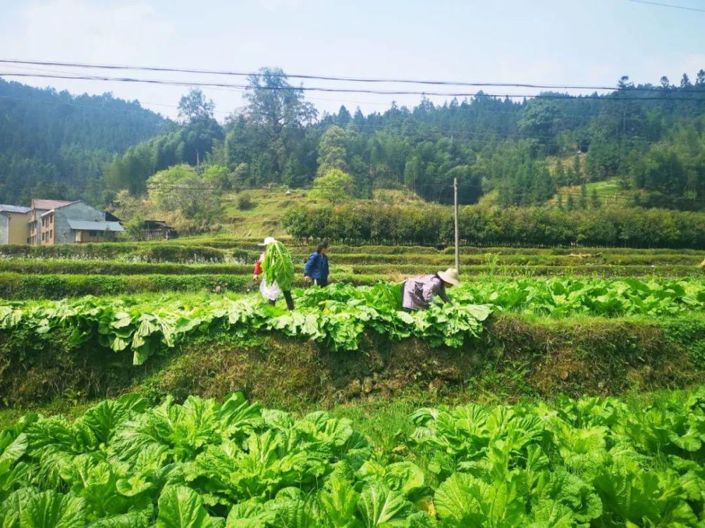 启蒙镇芥菜大丰收不负农家好收成