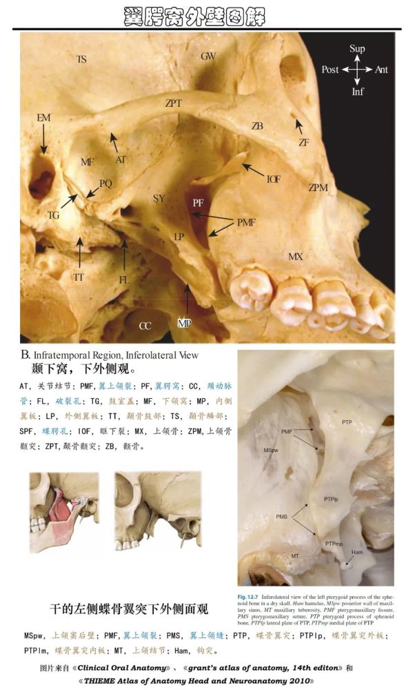 翼外板的解剖图图片