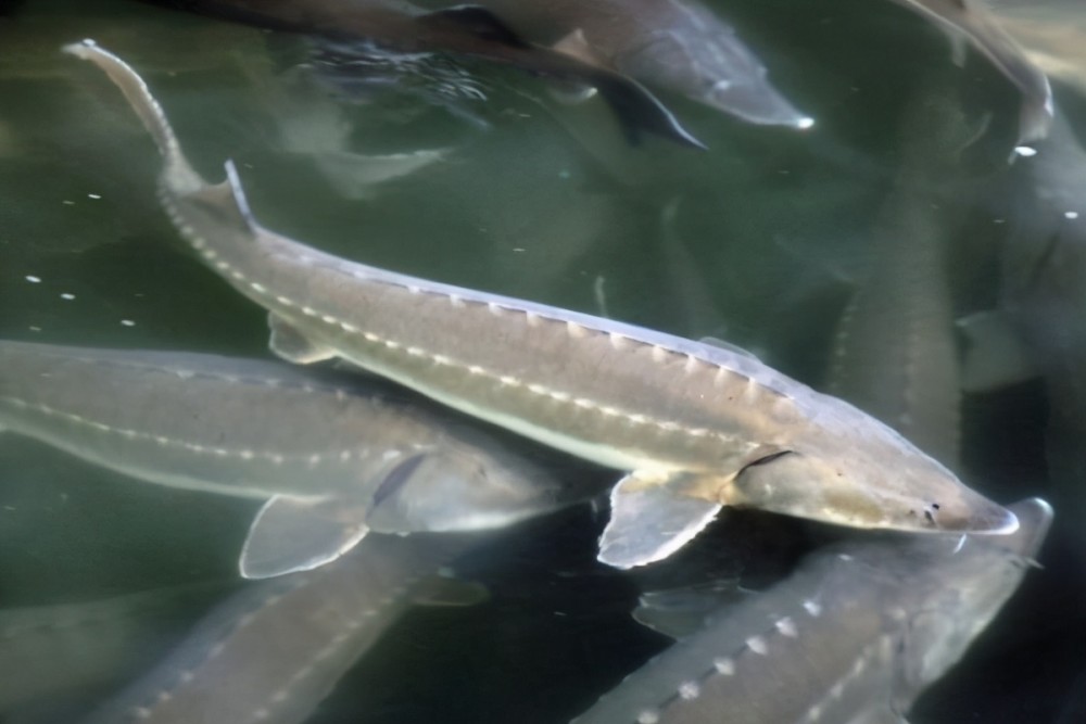 三峡水库拦坝将近20年,水库里的鱼究竟大到了什么地步?