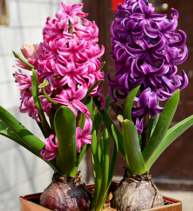 土培风信子从上盆到养护掌握好技巧才能花开灿烂
