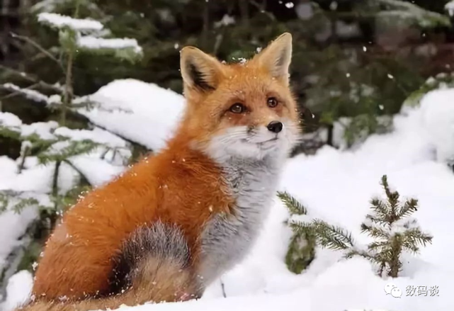 故事两只狐仙打架山神爷主持公道书生上堂作证