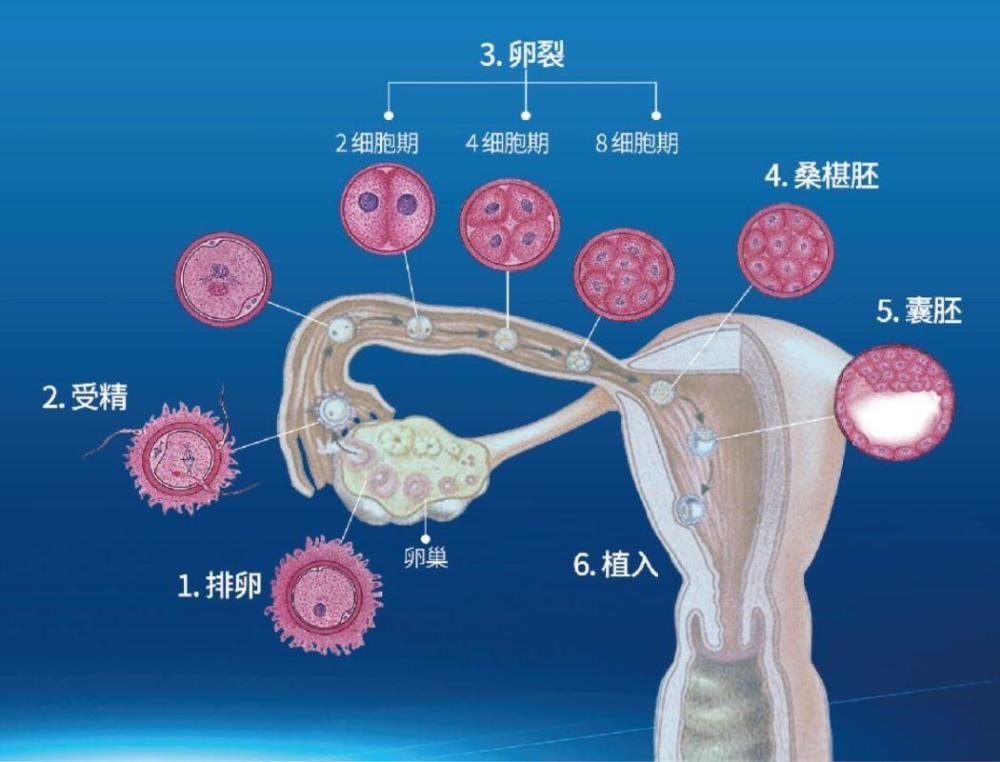 第一批人造人类胚胎相当于精卵结合着床4天让人感到不安