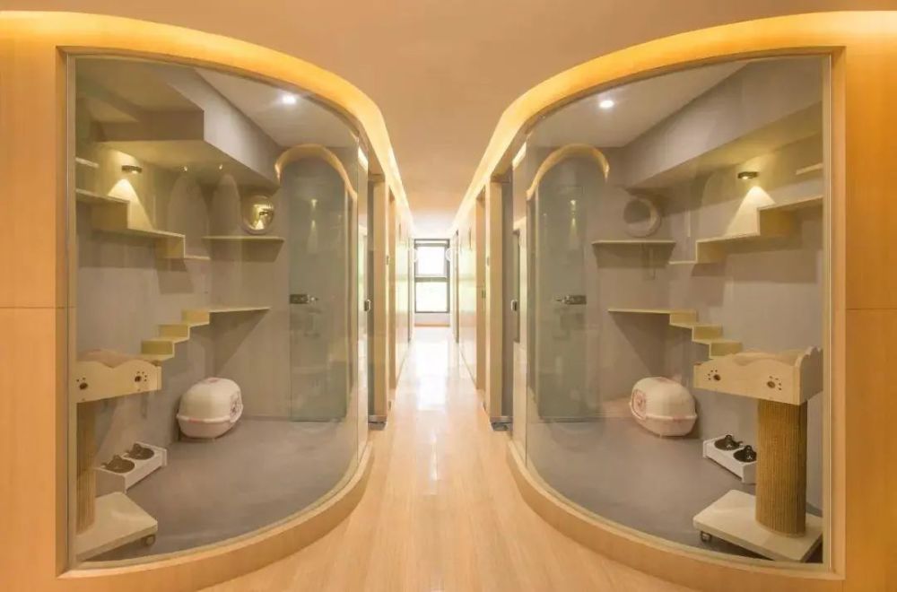 好好1只猫送过去,一身是血回来,宠物店却跟我说没事?