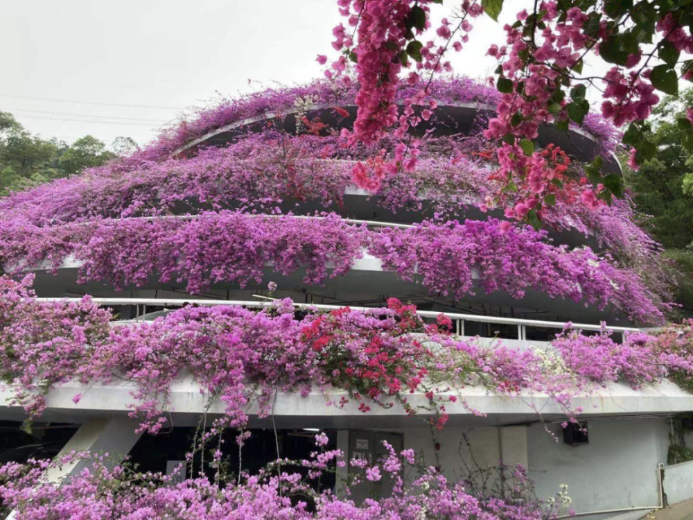 七层簕杜鹃花开正艳,深圳这座停车场美翻了!