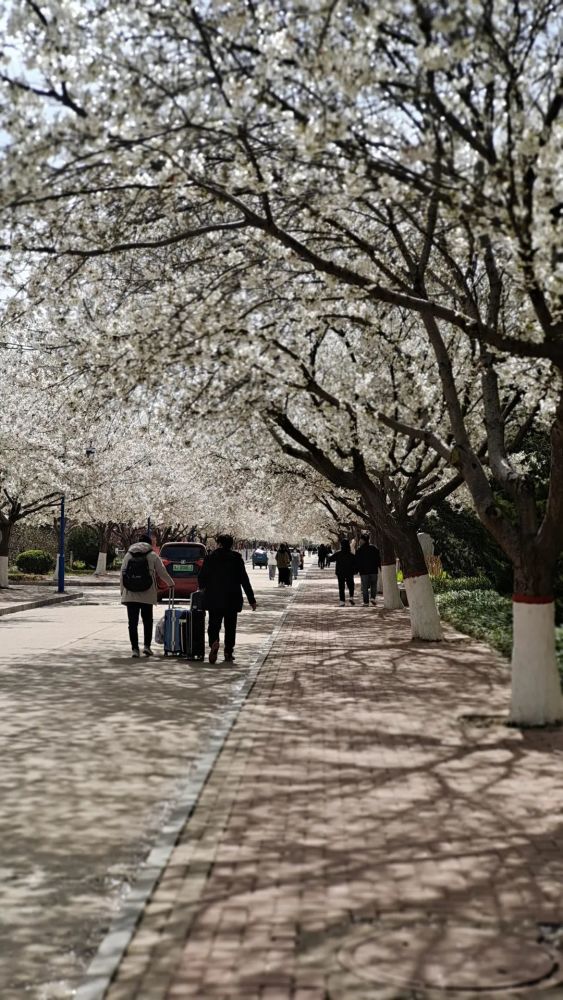 濮大樱花开了!_腾讯新闻