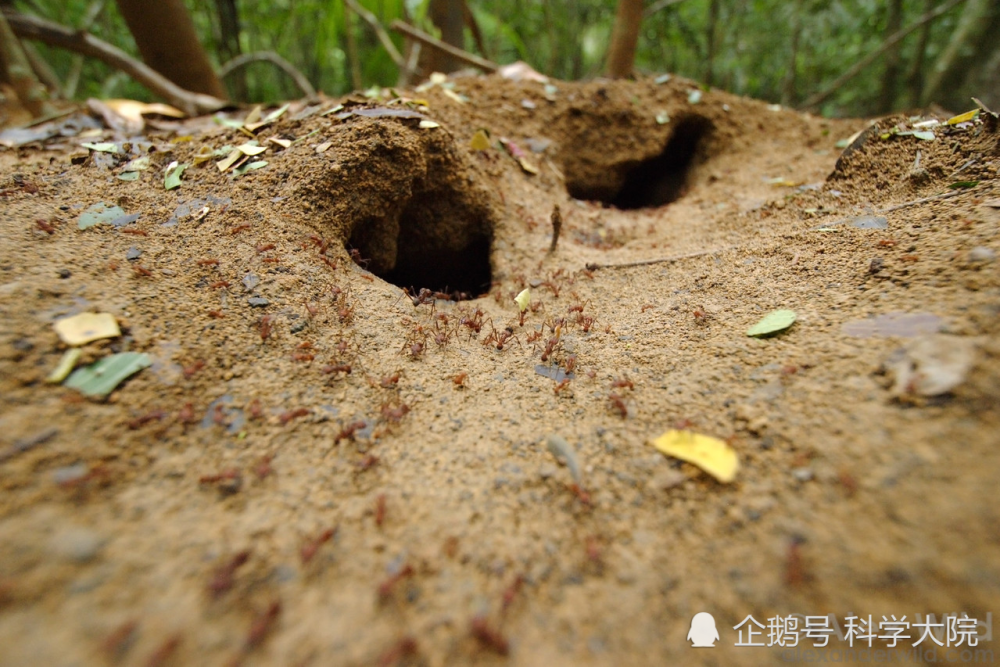 这里是蚂蚁农场,我种田的地方!_腾讯新闻