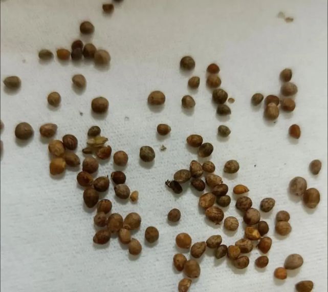 网上买的种子总算对版了12棵露薇花长大了花瓣真迷人