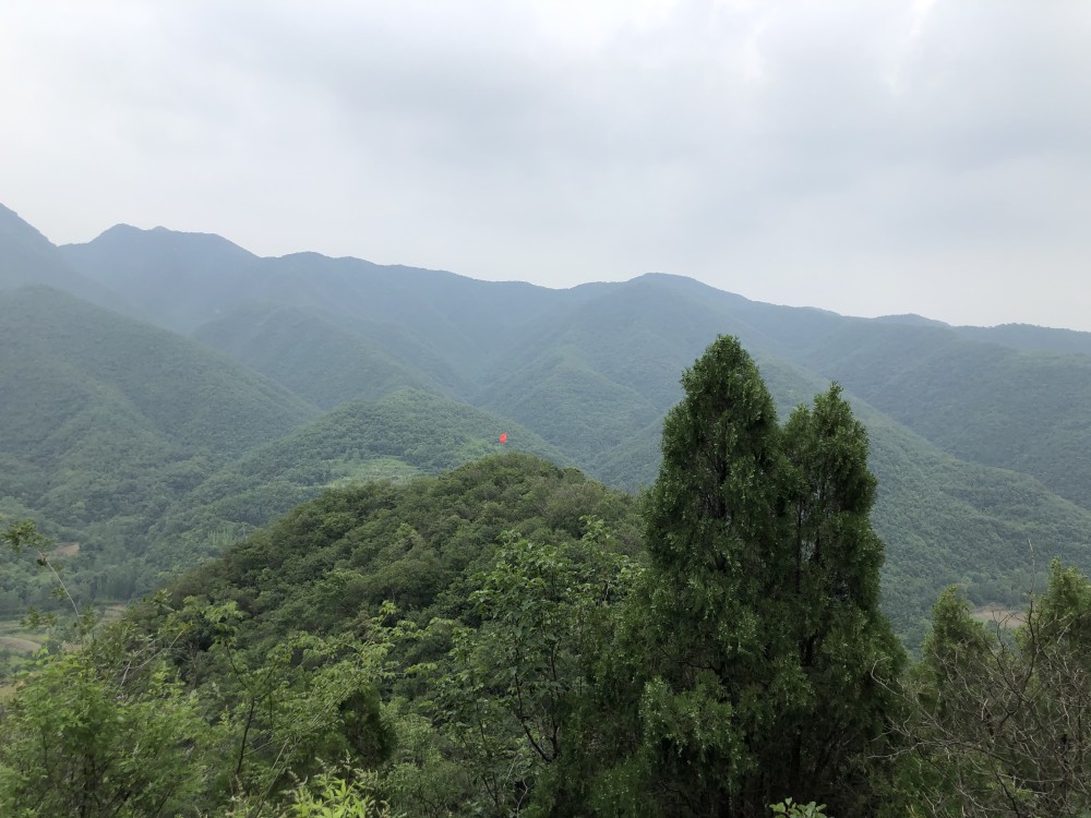 老话说 坟鸟一出 子孙必富 啥意思 你知道什么是坟鸟吗 腾讯新闻