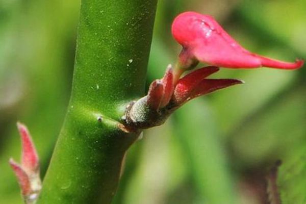 红雀珊瑚是一种什么植物 红雀珊瑚的别名及简 腾讯新闻