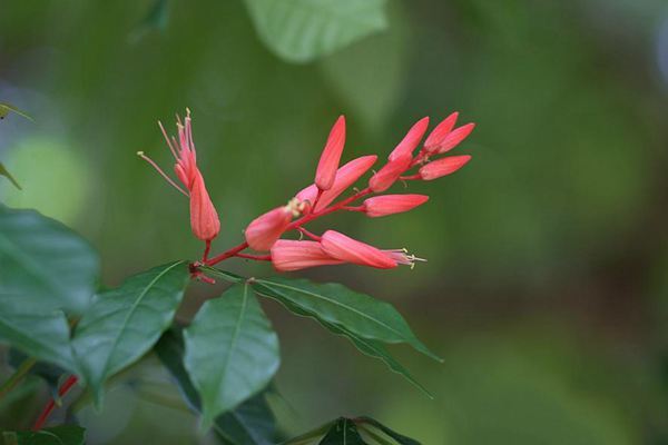多肉植物红雀珊瑚怎么养?红雀珊瑚的养殖方法