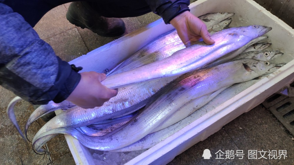 青岛早市这款刀鱼真不便宜120元一斤一条就要300元