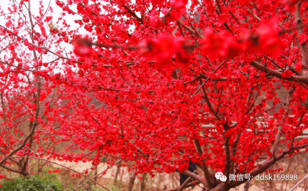 淌河鸿运谷笑靥桃花别样红