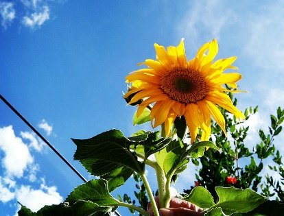 每天给自己一个好心情配图