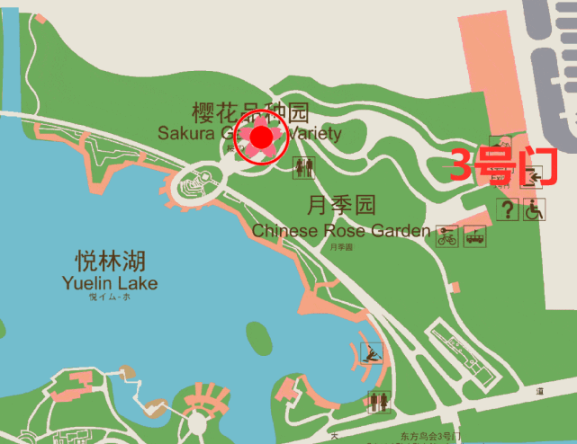 走起!大批花桥人到上海顾村公园