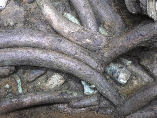 三星堆34号坑发现超100根象牙提取一根象牙需要两个人抬网友贡献一大