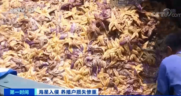 生物入侵胶州湾海星大爆发居然吃掉了我的蛤蜊