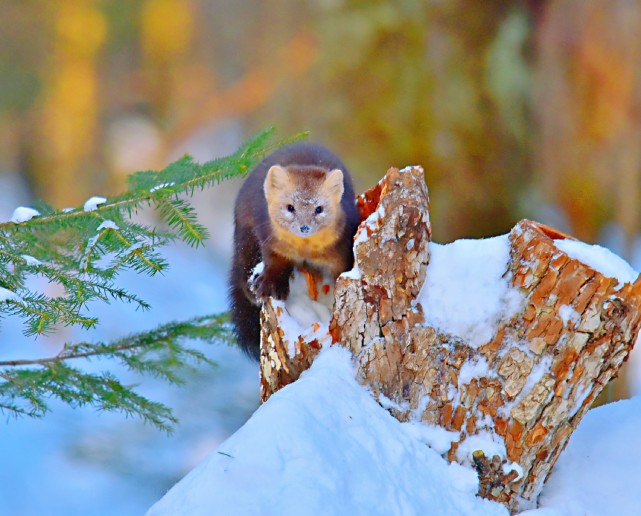 在延边拍到野生紫貂表情呆萌可爱