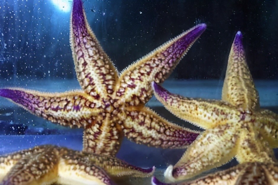 青岛胶州湾海星泛滥成灾,狂吃蛤蜊海蛎,渔民每天捕上万斤_腾讯新闻