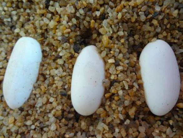 当然还有一些生物发展出来了比较特殊的繁殖方式,比如鲨鱼,受精卵在