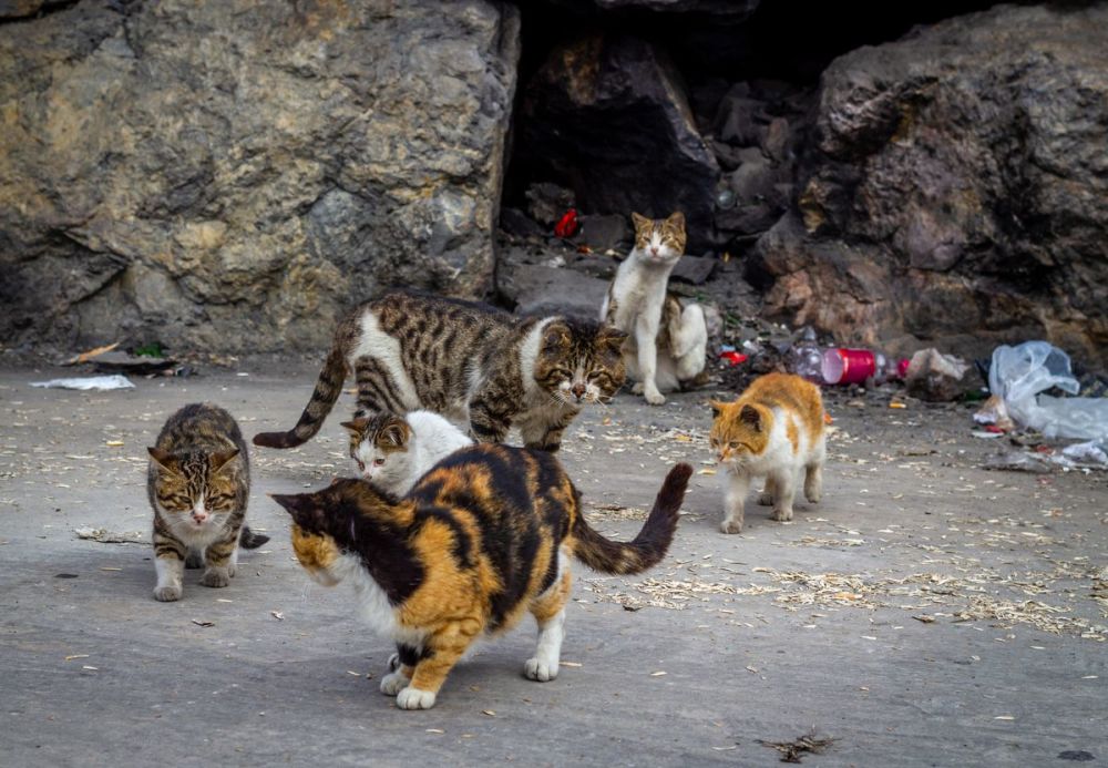 野猫入侵全球人猫矛盾不断激化澳大利亚要消灭200万野猫