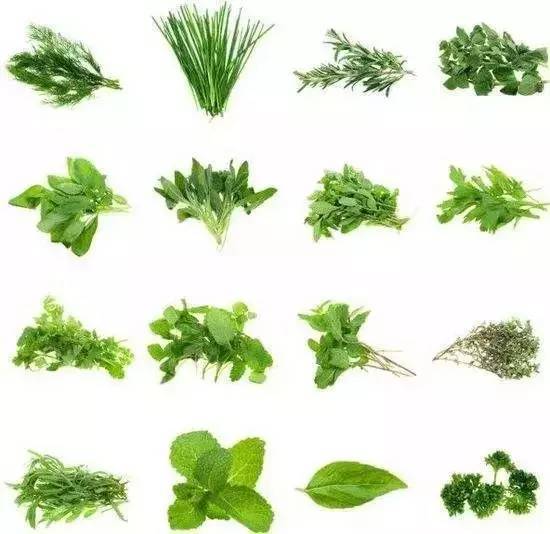 春天吃野菜正旺季 3种野菜炒前需焯水 为了家人好 再懒也要做 春笋 马齿苋 香椿 春菜 野菜